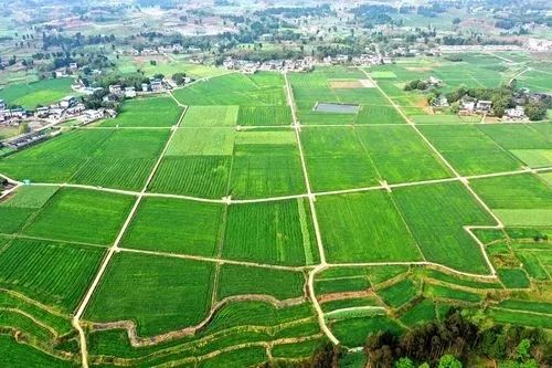 總書記牽掛的糧食安全：“農田就是農田，而且必須是良田”