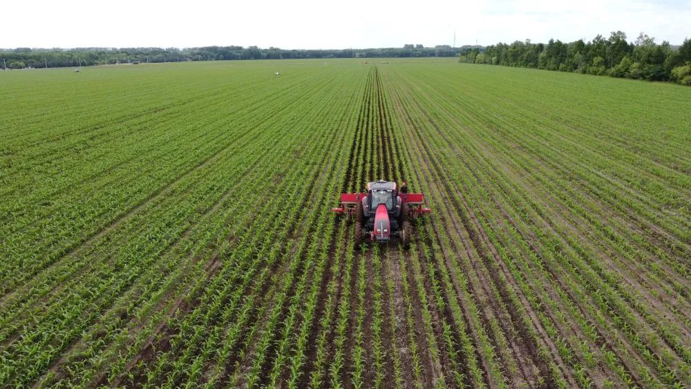 中國全面守護“耕地中的大熊貓”確保糧食安全