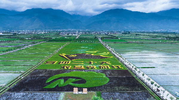 喜迎二十大 云糧集團彩色水稻畫初心