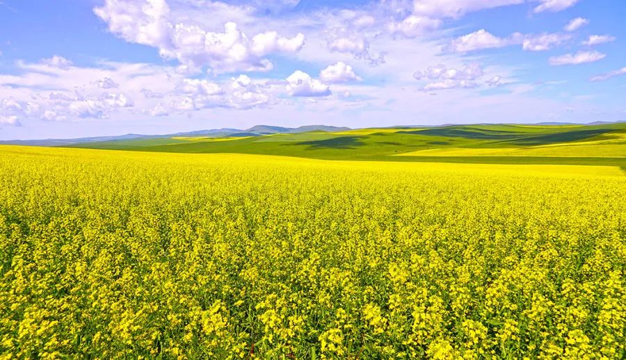 沃野綠意濃 黑土蘊生機——呼倫貝爾農墾集團加強黑土地保護為現代農業豐產蓄能