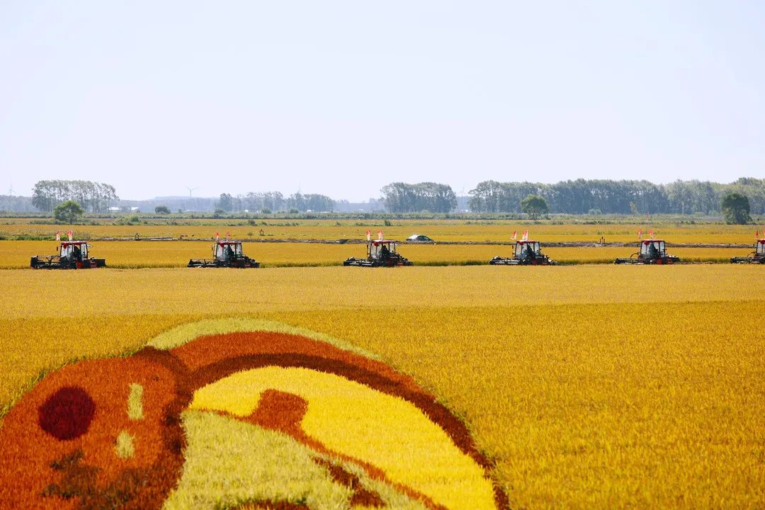 滿地盡披“黃金甲” 北大荒水稻喜開“第一鐮”
