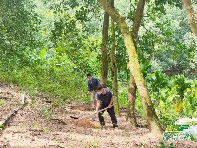 海南農墾：蓄勢“開門紅” 奏響“春之曲”