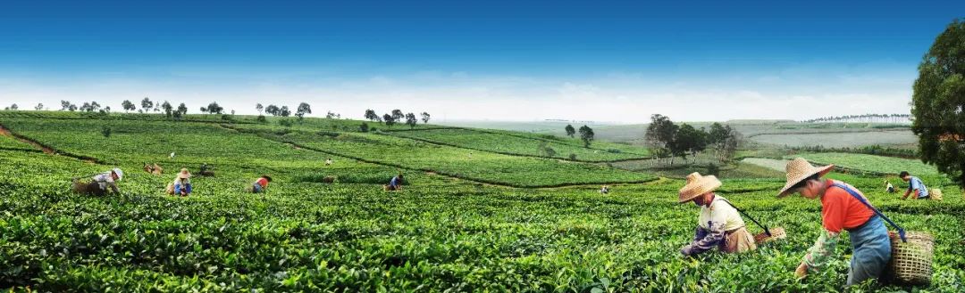 祖國(guó)大陸最南端的時(shí)代擔(dān)當(dāng)——廣東農(nóng)墾湛江徐聞片區(qū)產(chǎn)業(yè)綜述