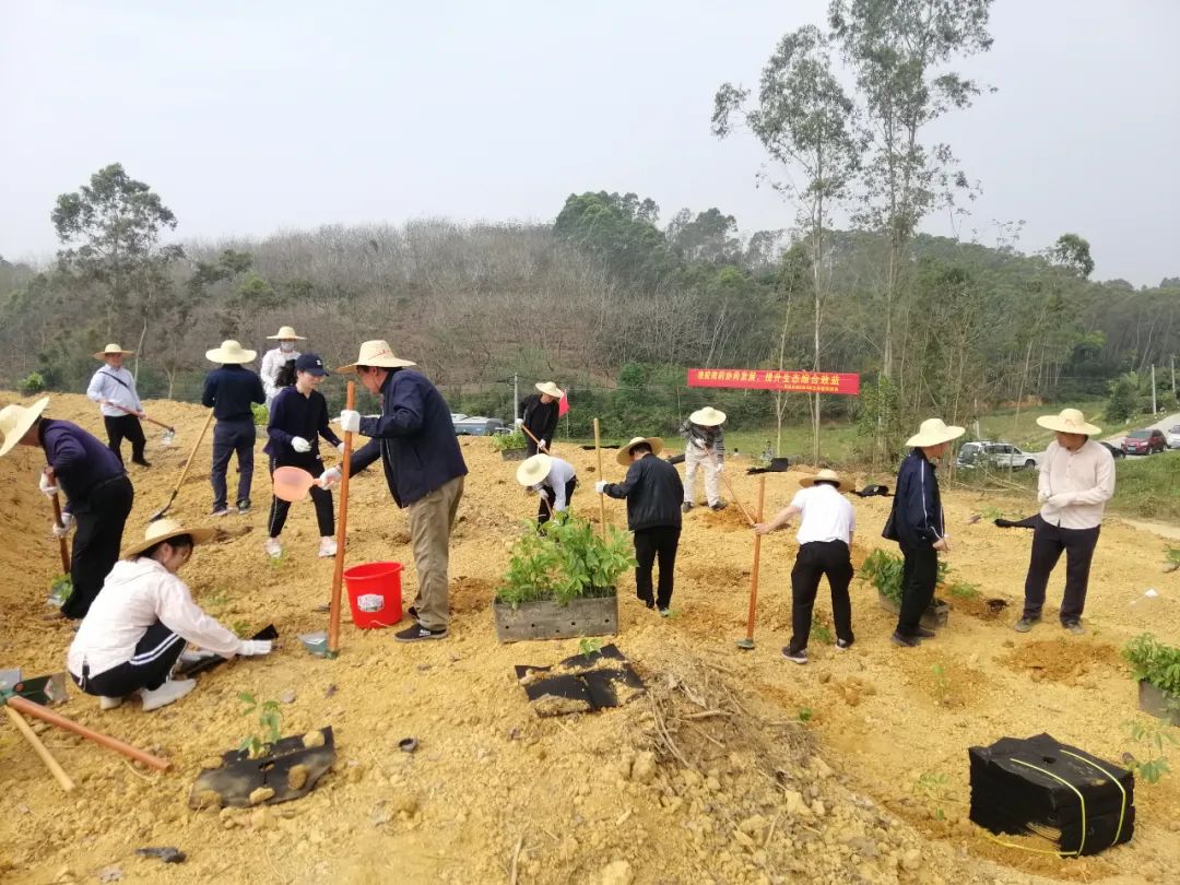 茂名農(nóng)墾：植樹(shù)造林，助力產(chǎn)業(yè)發(fā)展， 建設(shè)綠美墾區(qū)